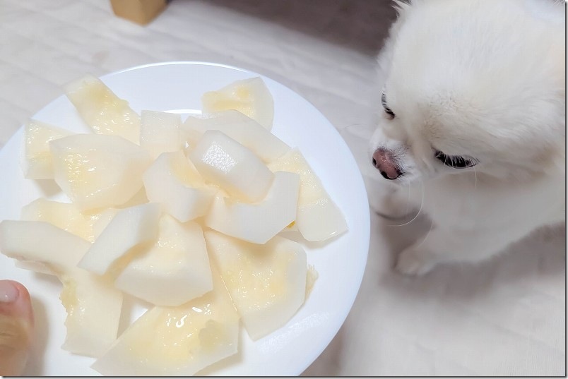 収穫したマクワウリ｜一つ分でこのくらいの量