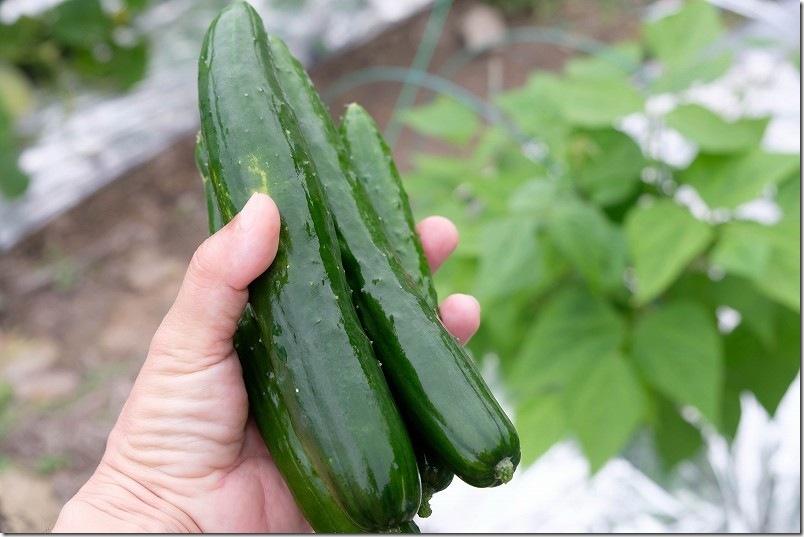 収穫物・収穫量|5m×5m(25平米)の貸し農園(シェア畑)を借りて家庭菜園 収穫物・収穫量|5m×5m(25平米)の貸し農園(シェア畑)を借りて家庭菜園