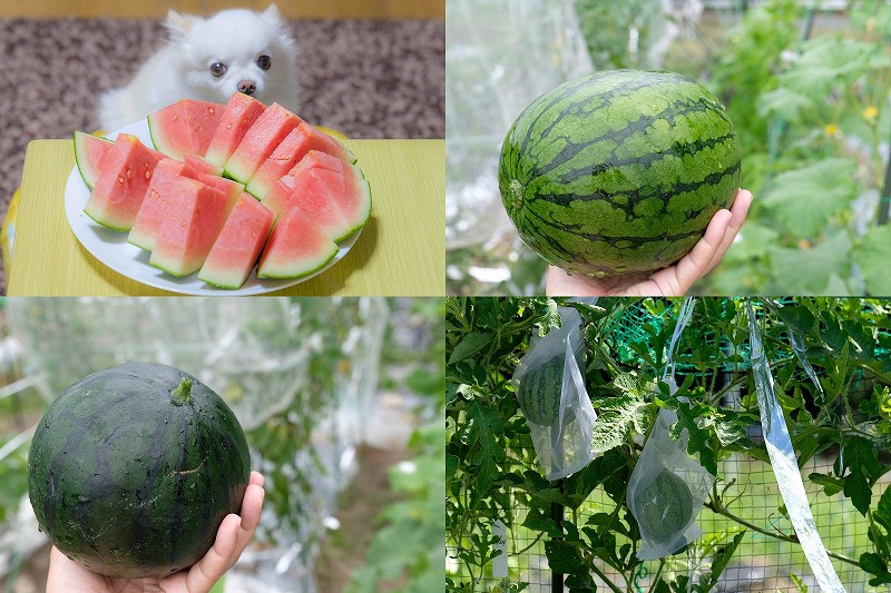 家庭菜園のスイカ栽培・収穫｜ピノガール・ブラックプリンスを地這い栽培から空中栽培へ