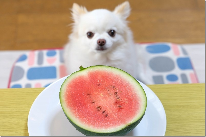収穫したブラックプリンス（着果22日の小玉スイカ）を食す