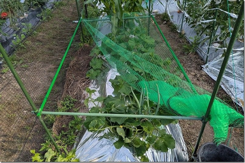 マクワウリ用の支柱組み立て｜2段ベッド風に上下段の棚を作った空中栽培