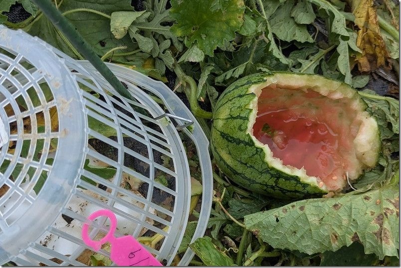 スイカにカゴを被せても、軽く固定したくらいだと、カゴをひっくり返されてカラス被害あり