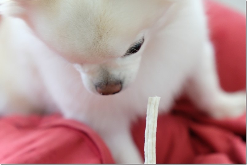 LOVEホワイトガム ソフトSSを食べるチワワ｜超小型犬にも犬おすすめ