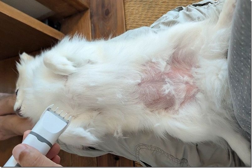 お腹まわりをバリカンで短めにカット｜チワワを自宅でサマーカット