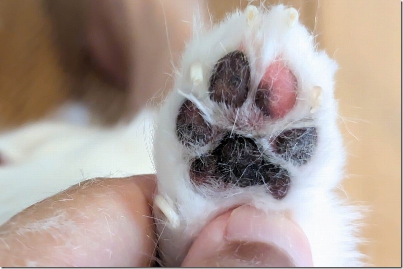 バリカンで犬の足裏の毛もカット（前足カット後）