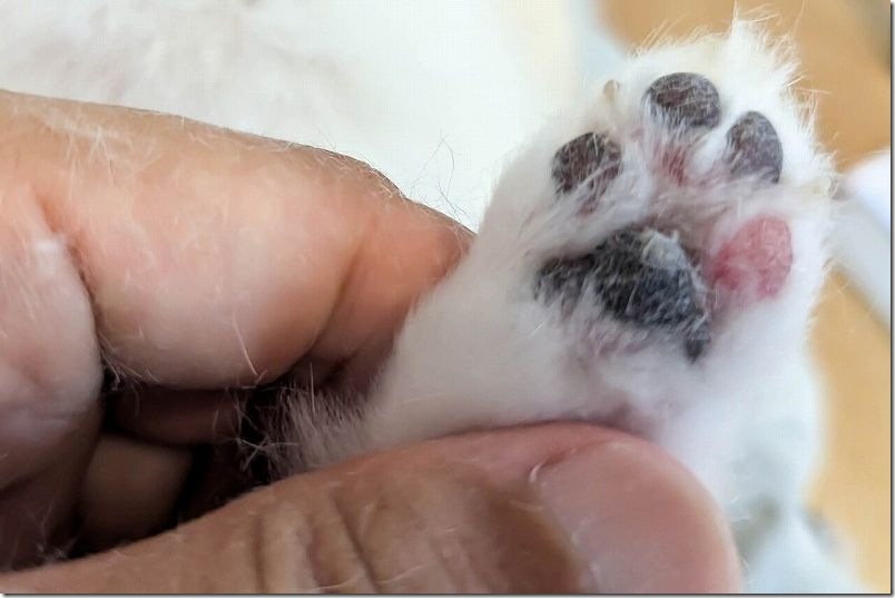 バリカンで犬の足裏の毛もカット（後ろ足カット後）