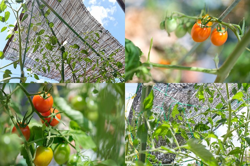 トマトが8月に枯れる猛暑対策｜100均の遮光ネット・防虫ネット・すだれを4条件で比較検証
