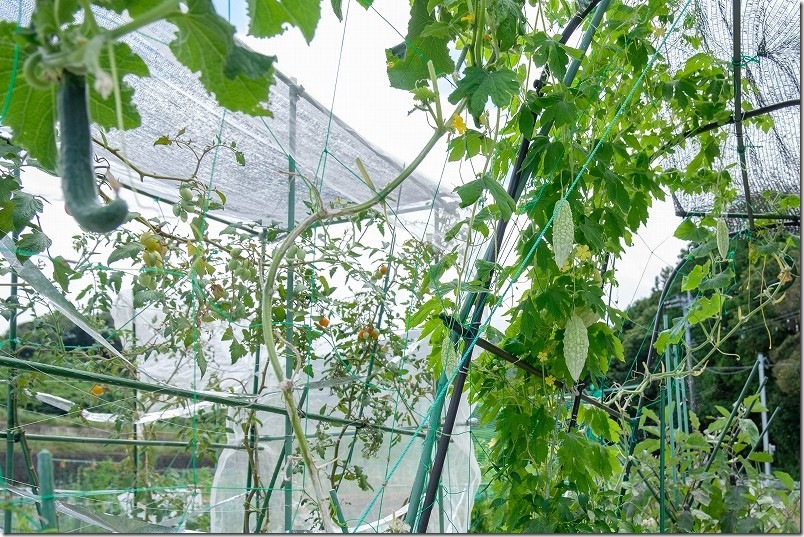 防虫ネット+100均の遮光ネットの設置とトマト生育状況 防虫ネット+100均の遮光ネットの設置とトマト生育状況