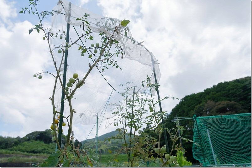 防虫ネットのみで遮光したトマト生育状況 防虫ネットのみで遮光したトマト生育状況