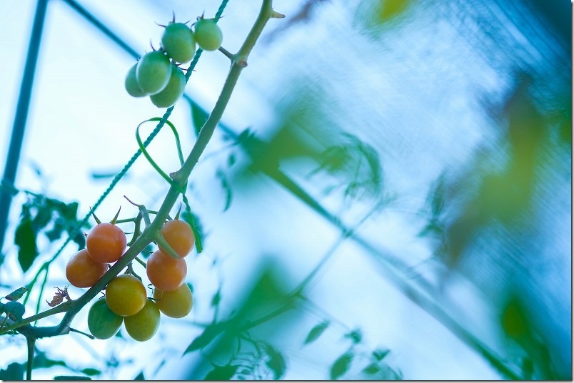 8月でも綺麗に収穫できてるトマト|防虫ネット+100均の遮光ネットの設置とトマト生育状況 8月でも綺麗に収穫できてるトマト|防虫ネット+100均の遮光ネットの設置とトマト生育状況
