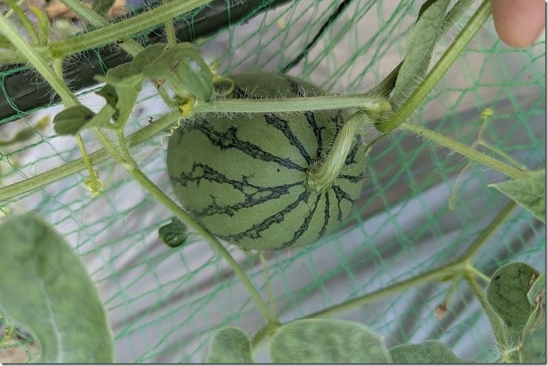 新しいツルにスイカの着果を確認｜8月5日（ピノガール）