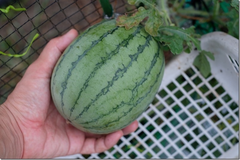 3個目のピノガールを収穫｜8月下旬