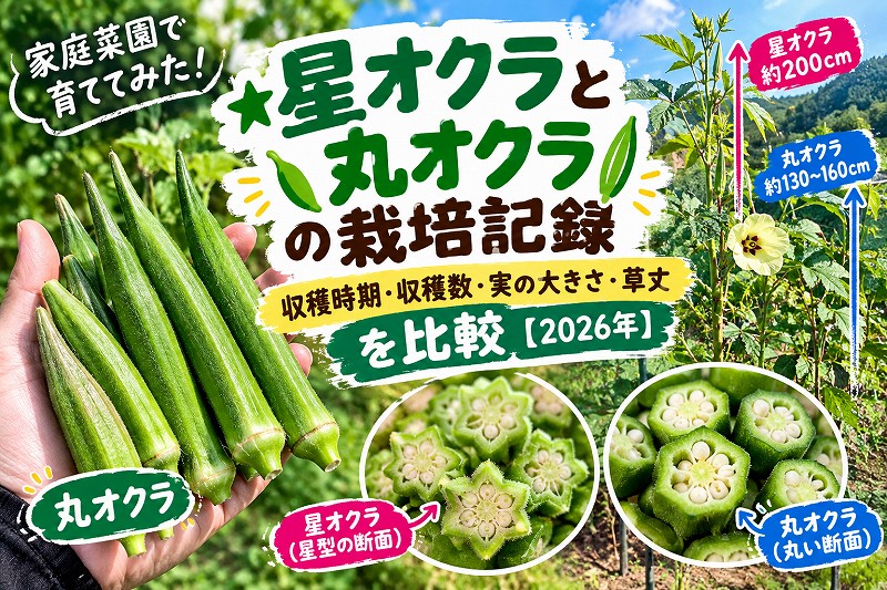 星オクラと丸オクラの栽培記録｜収穫時期・収穫数・実の大きさ・草丈を比較【2026年】