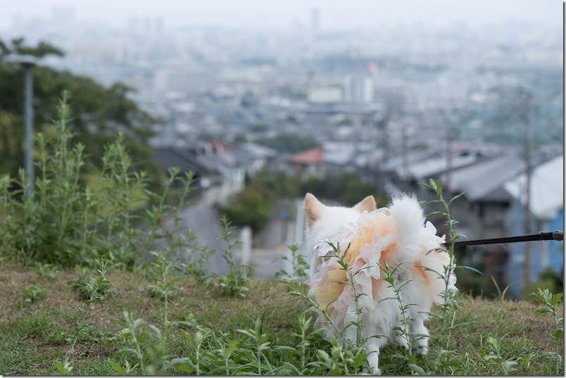 生松台中央公園を犬（チワワ）と散歩｜福岡市街地を一望
