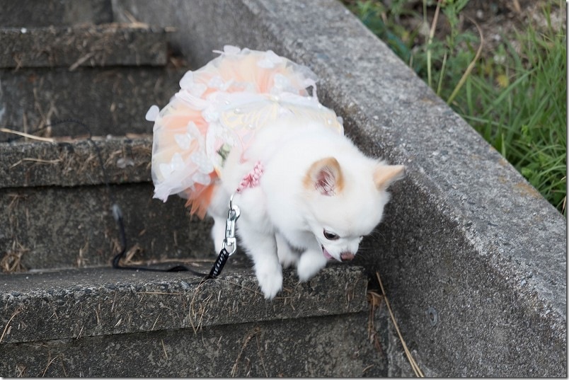 生松台中央公園を犬と散歩｜チワワ・こむぎと階段を降りる
