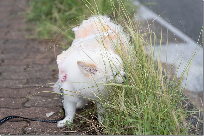 生松台中央公園を犬と散歩｜チワワ・こむぎとくん活