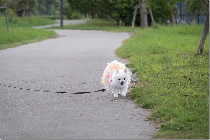 生松台中央公園を犬と散歩｜下段の遊歩道