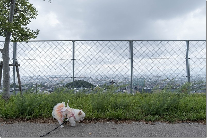 福岡市西区・生松台中央公園 下段側からの景観｜犬（チワワ・こむぎ）と散歩