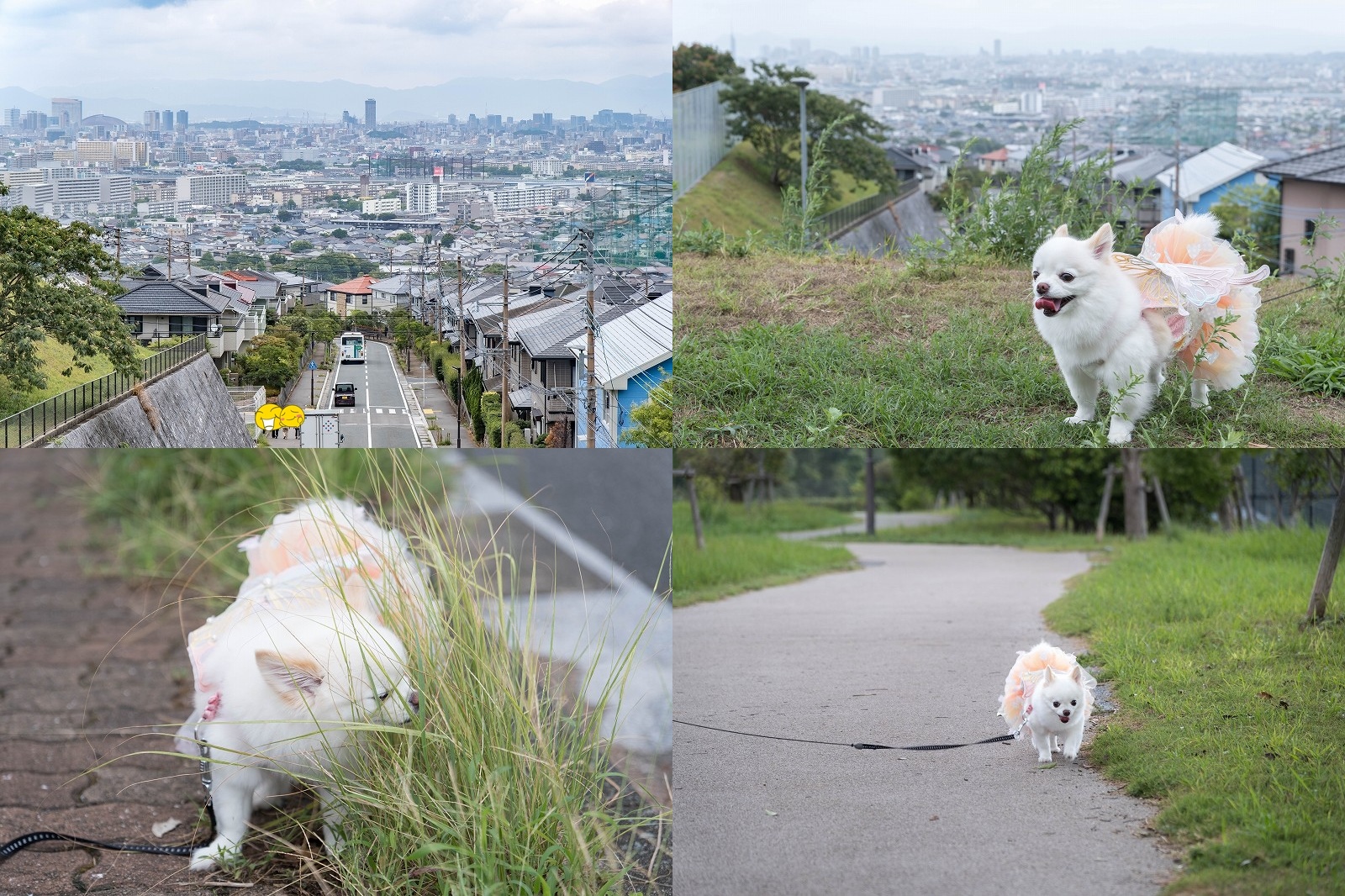 生松台中央公園を犬と散歩｜チワワ・こむぎと福岡市街地を一望できる展望スポットに！