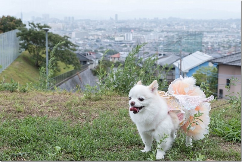 福岡市西区・生松台中央公園からの景観｜犬（チワワ・こむぎ）と散歩