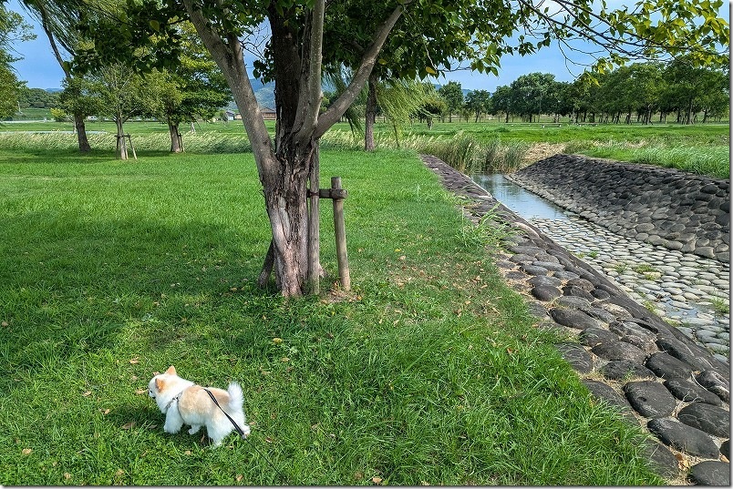 筑後広域公園で、こむぎ（チワワ・犬）の散歩