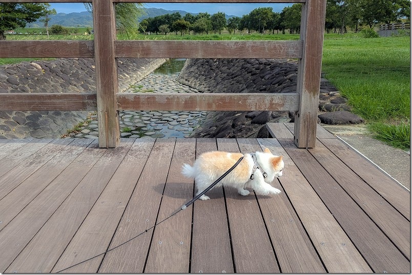筑後広域公園｜犬と散歩開始