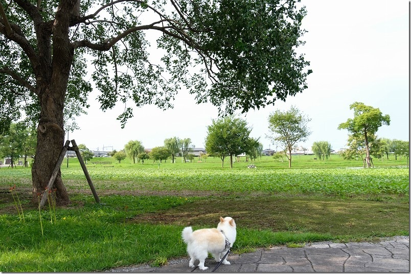 広大な筑後広域公園を犬と散歩