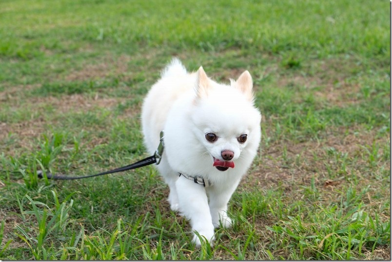 筑後広域公園の犬との散歩終了