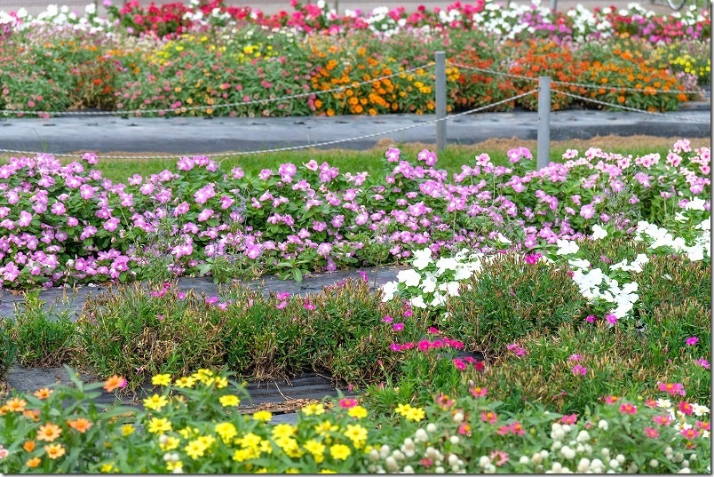 船小屋・筑後広域公園の花壇