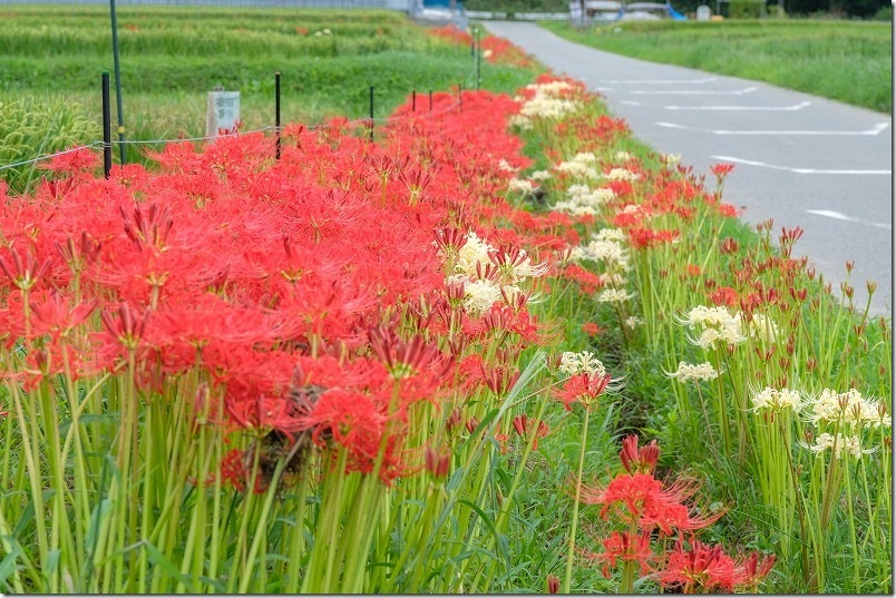 2026年 開花状況｜福岡市西区今宿 赤と白の彼岸花
