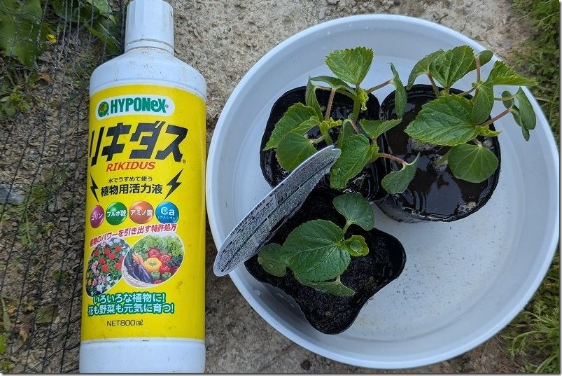 植え付け前にリキダスを入れた水に浸した星オクラと丸オクラ|5月上旬に植え付け 植え付け前にリキダスを入れた水に浸した星オクラと丸オクラ|5月上旬に植え付け
