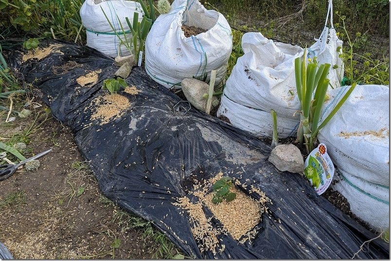 星オクラと丸オクラの植え付け後、もみ殻被せた|5月上旬 星オクラと丸オクラの植え付け後、もみ殻被せた|5月上旬