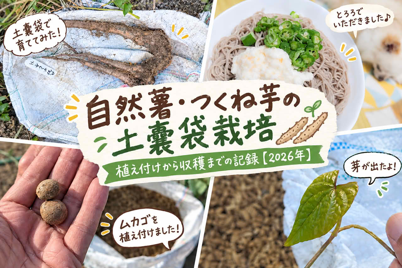自然薯・つくね芋の土嚢袋栽培｜植え付けから収穫までの記録【2026年】