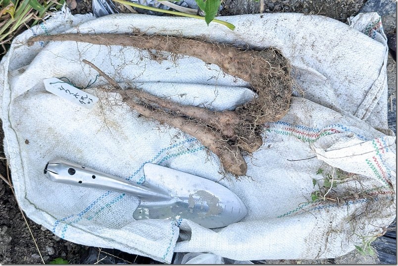 土嚢袋栽培の収穫結果｜10月に自然薯・つくね芋を初収穫