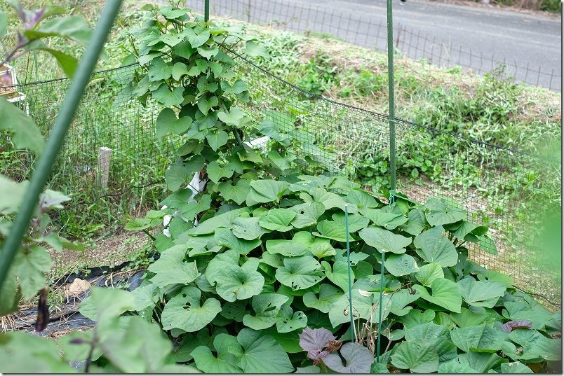 土嚢袋栽培のなると金時（サツマイモ）｜９月中旬に収穫