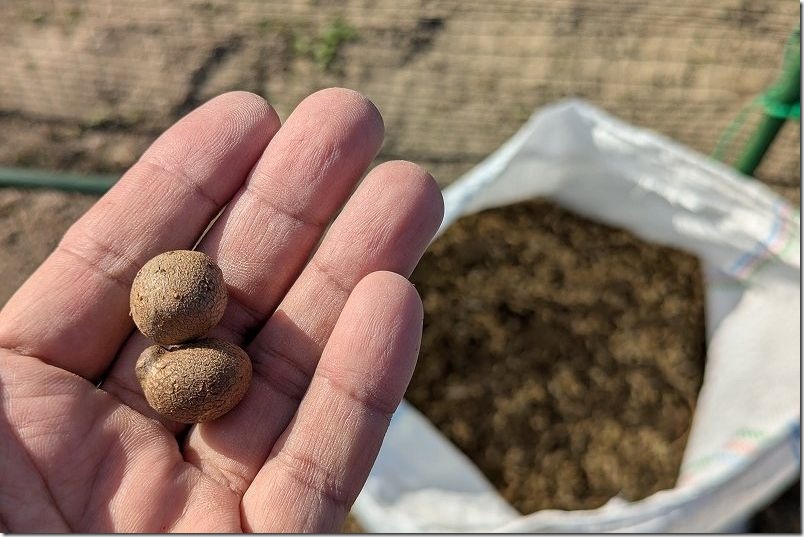 12月にムカゴを植え付け｜自然薯、つくね芋を土嚢袋栽培