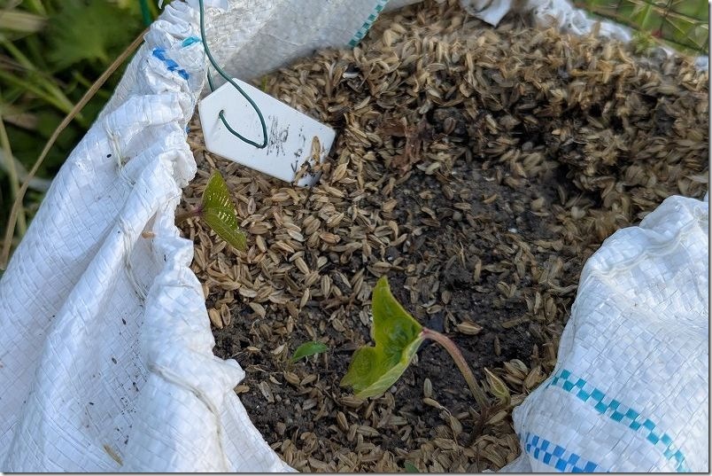 5月 自然薯の芽が出る｜土嚢袋栽培