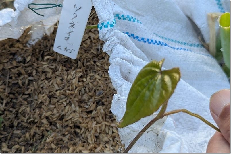 5月 つくね芋の芽が出る｜土嚢袋栽培